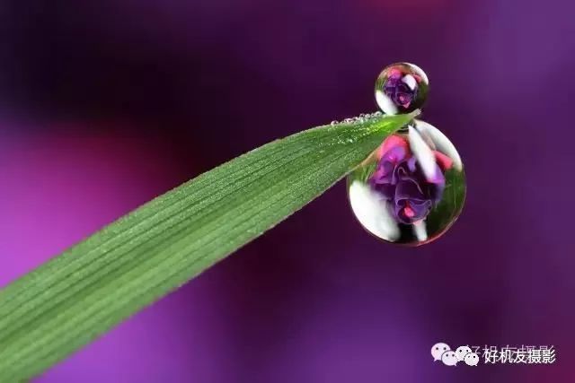 怎么拍花最好看_手把手教你拍花_拍花的技巧