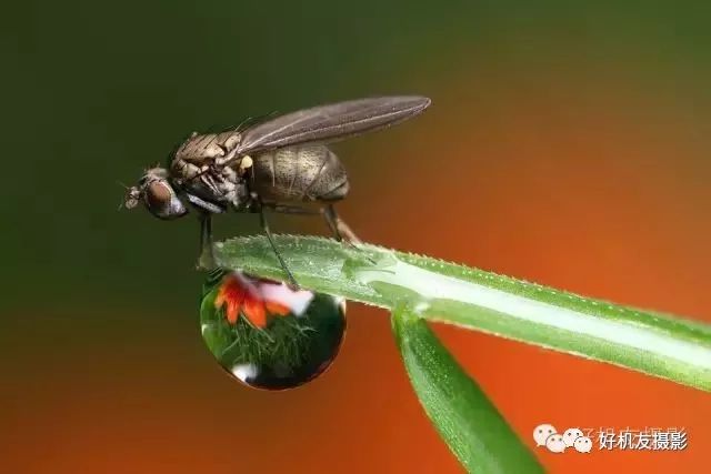 手把手教你拍花_怎么拍花最好看_拍花的技巧