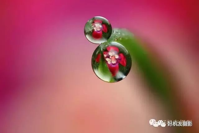 手把手教你拍花_怎么拍花最好看_拍花的技巧