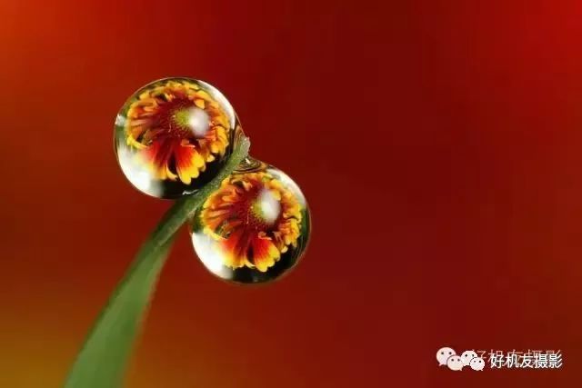 手把手教你拍花_拍花的技巧_怎么拍花最好看
