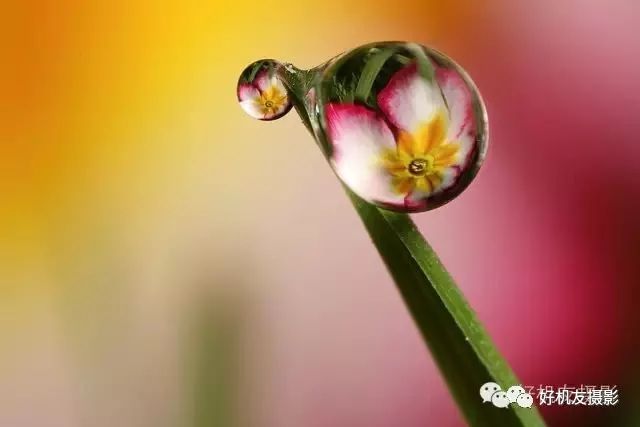 怎么拍花最好看_手把手教你拍花_拍花的技巧