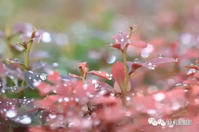 手把手教你拍花_拍花的技巧_怎么拍花最好看
