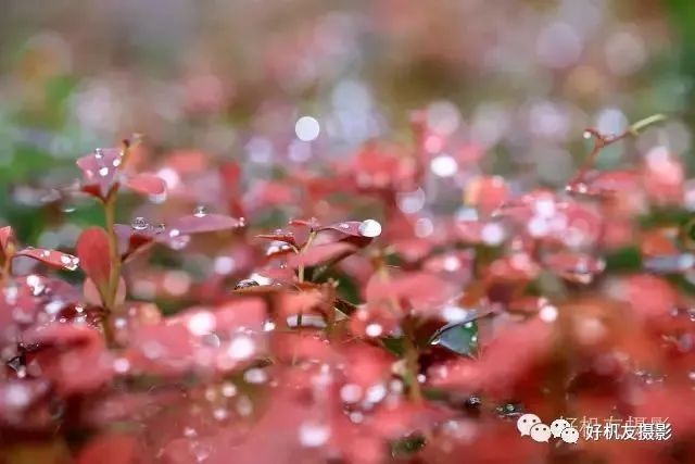 手把手教你拍花_拍花的技巧_怎么拍花最好看