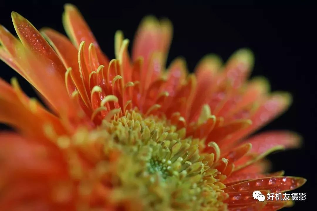 怎么拍花最好看_拍花的技巧_手把手教你拍花