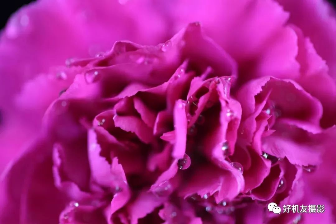 怎么拍花最好看_手把手教你拍花_拍花的技巧
