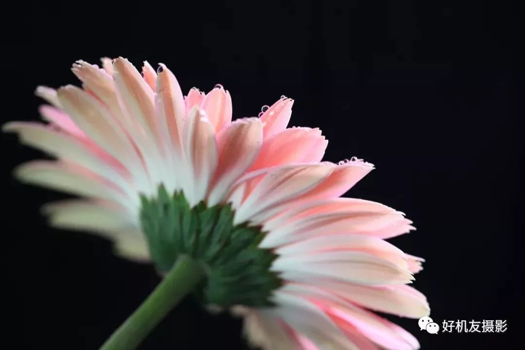 怎么拍花最好看_拍花的技巧_手把手教你拍花