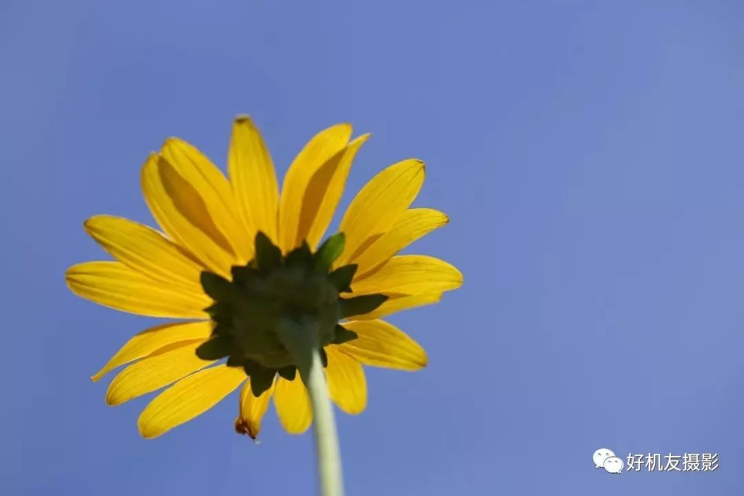 手把手教你拍花_拍花的技巧_怎么拍花最好看