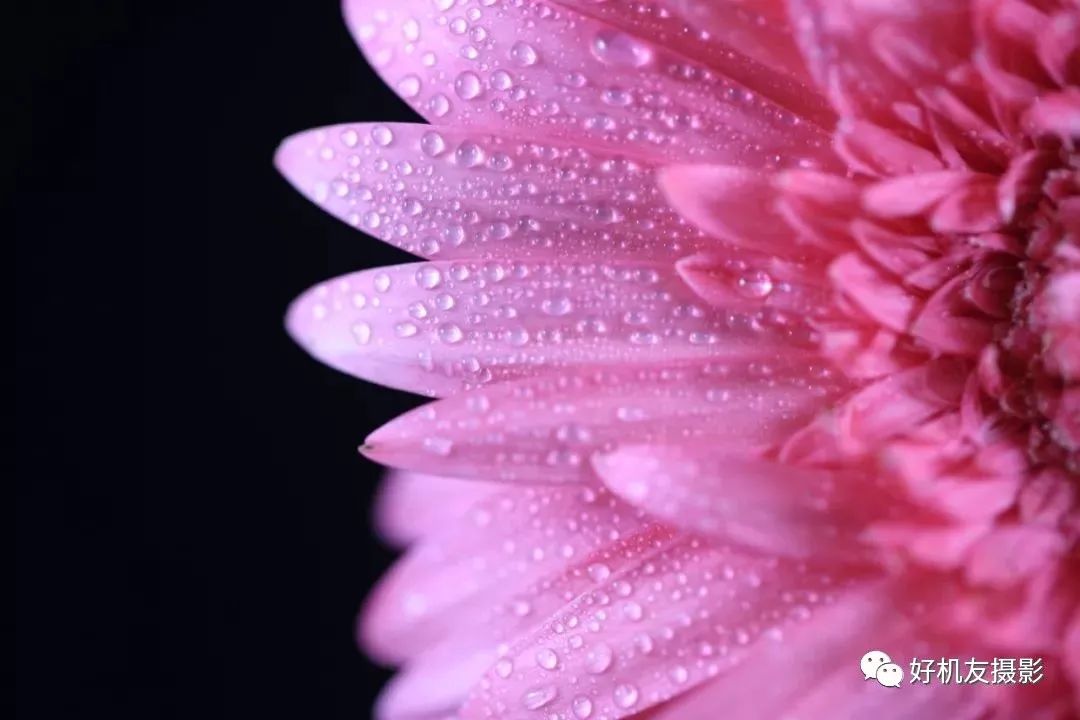 怎么拍花最好看_手把手教你拍花_拍花的技巧