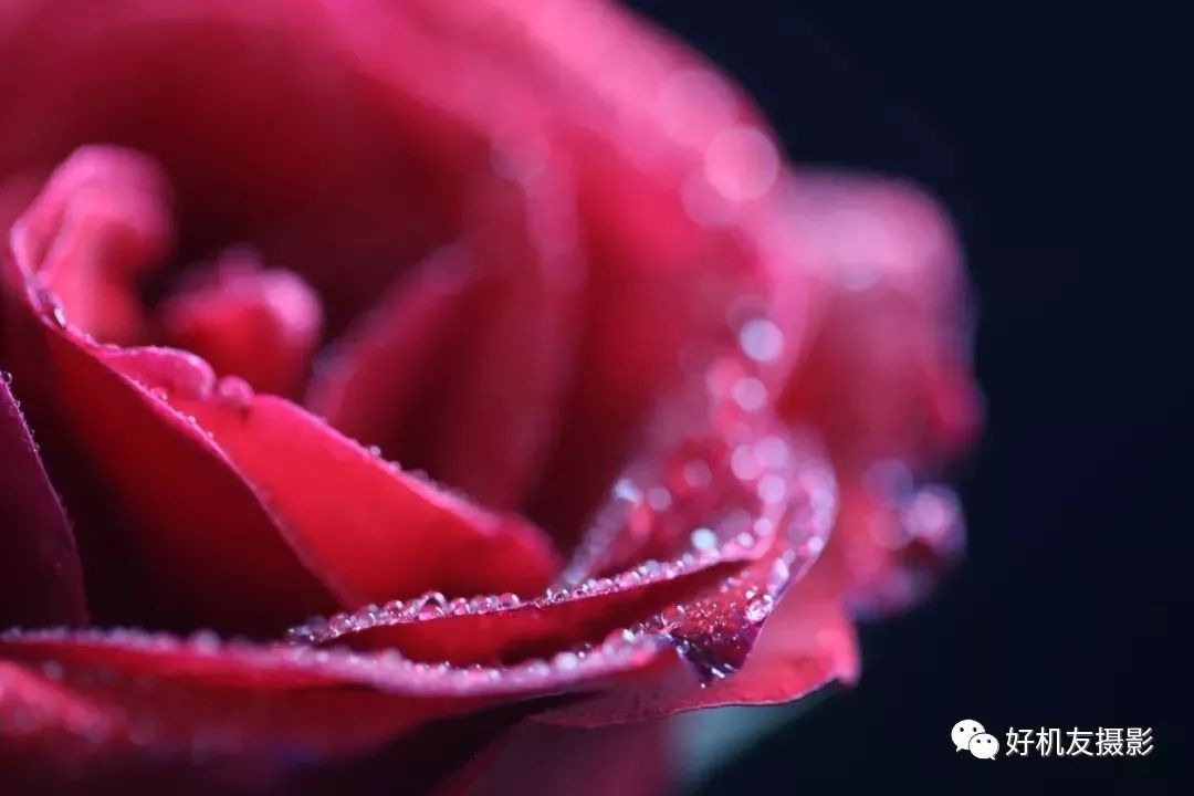 手把手教你拍花_拍花的技巧_怎么拍花最好看