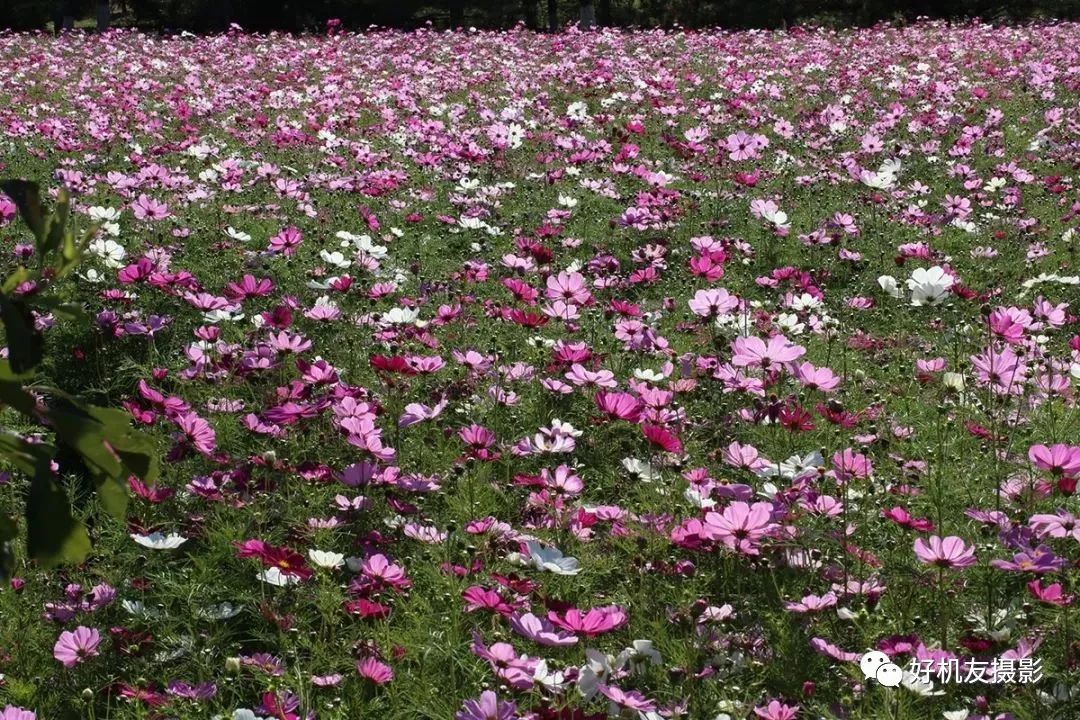 拍花的技巧_手把手教你拍花_怎么拍花最好看