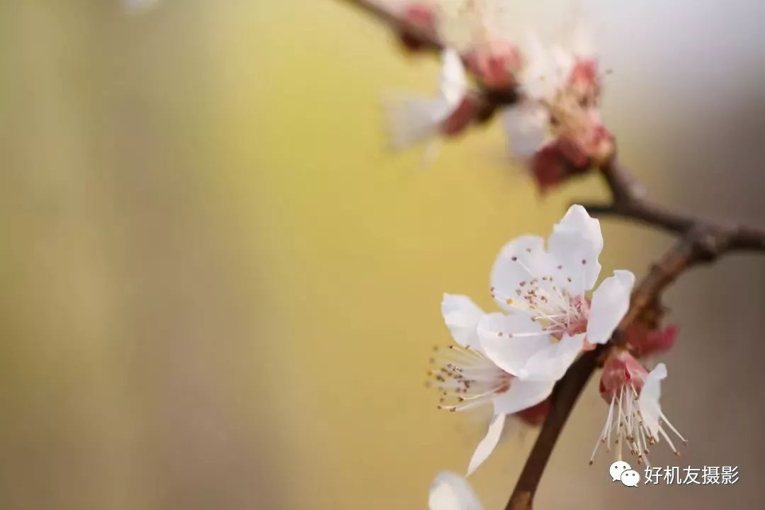 怎么拍花最好看_拍花的技巧_手把手教你拍花