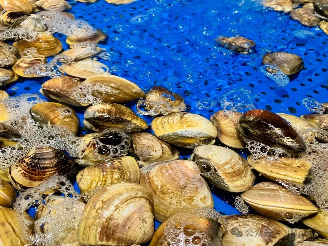 海鲜跟什么相克_海鲜相克的食物有哪些_西瓜和什么海鲜相克