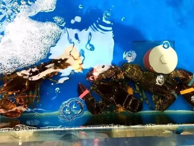 上海买海鲜最便宜的地方_上海哪里买海鲜便宜_海鲜上海便宜买多少钱