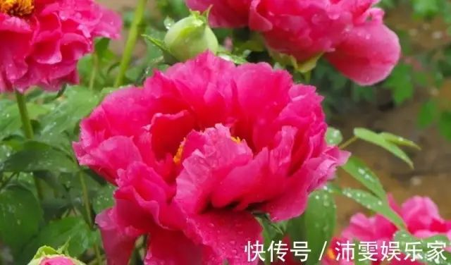 属蛇天秤女性格特点_天秤座属蛇女性格_天秤座属蛇的女人性格和脾气