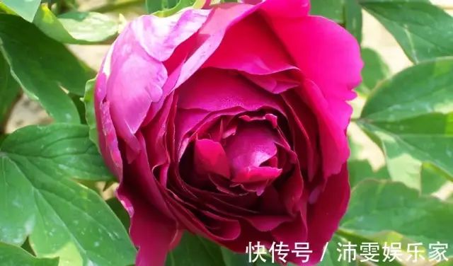 天秤座属蛇女性格_属蛇天秤女性格特点_天秤座属蛇的女人性格和脾气