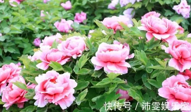 天秤座属蛇女性格_天秤座属蛇的女人性格和脾气_属蛇天秤女性格特点