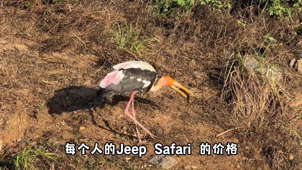 攻略斯里兰卡旅游路线_斯里兰卡旅游攻略_斯里兰卡旅游胜地