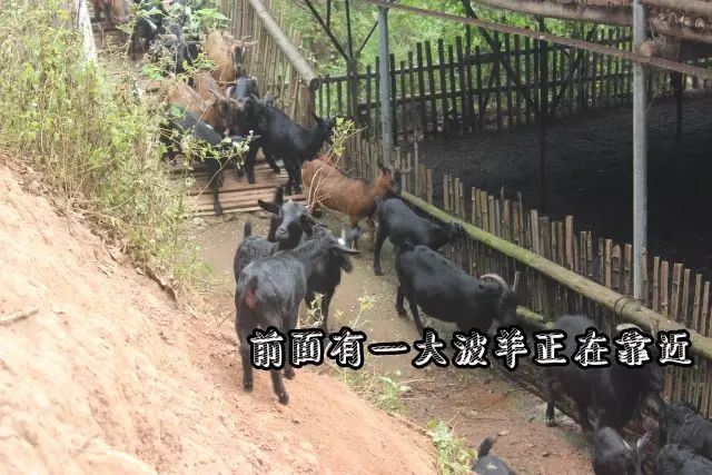 吃货快来_吃货来采菊_吃货来外铁蛋合集