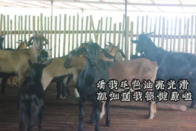 吃货快来_吃货来采菊_吃货来外铁蛋合集