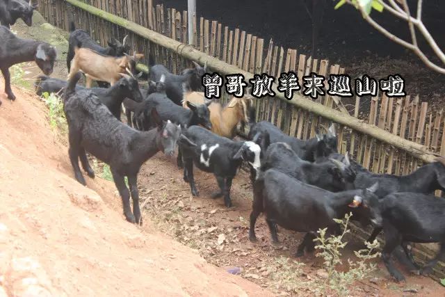 吃货来采菊_吃货快来_吃货来外铁蛋合集