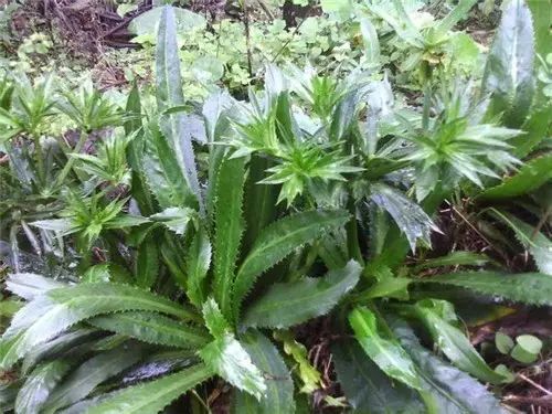 旅游景点好吃不好吃小吃盘点16:西双版纳(图6) 图片