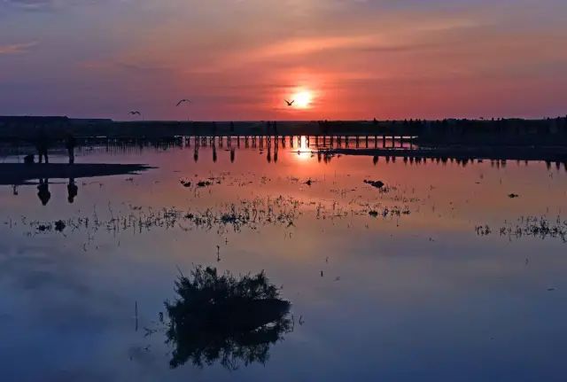 西北胡杨林大自然风景_大西北胡杨林_西北胡杨林旅游专列