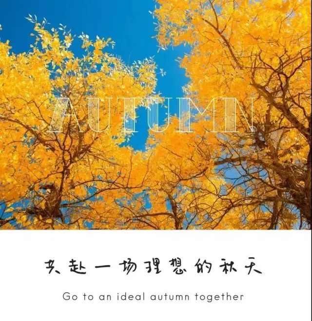 西北胡杨林旅游专列_西北胡杨林大自然风景_大西北胡杨林