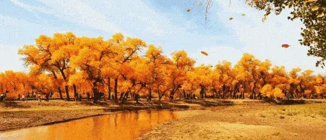 大西北胡杨林_西北胡杨林大自然风景_西北胡杨林旅游专列
