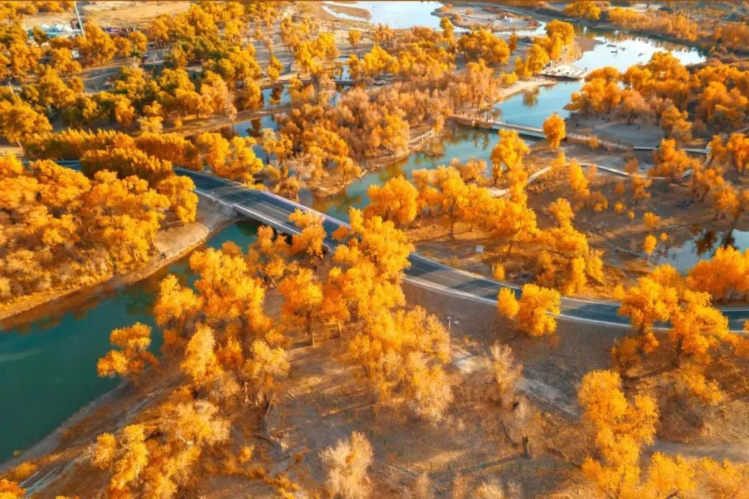 西北胡杨林旅游专列_西北胡杨林大自然风景_西北胡杨林最佳旅游季节