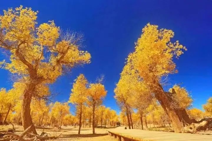 西北胡杨林大自然风景_西北胡杨林旅游专列_西北胡杨林最佳旅游季节