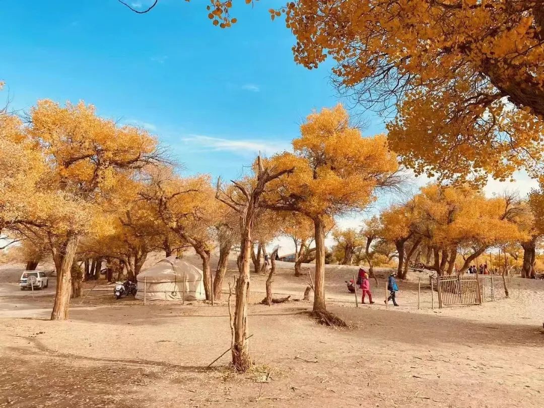 西北胡杨林大自然风景_西北胡杨林旅游专列_西北胡杨林最佳旅游季节