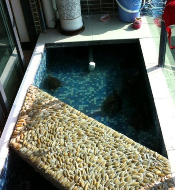 商品房阳台怎么养宠物, 看这里就知道了, 不可思议的想法