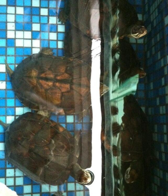 商品房阳台怎么养宠物, 看这里就知道了, 不可思议的想法