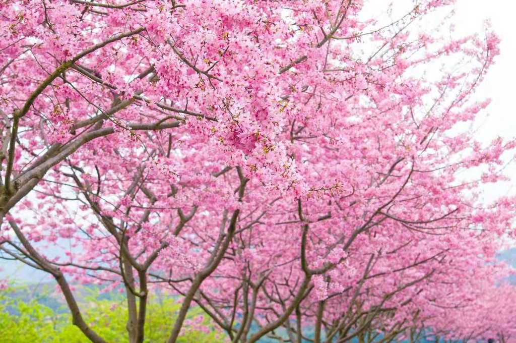 沐川旅游_沐川旅游_沐川旅游攻略