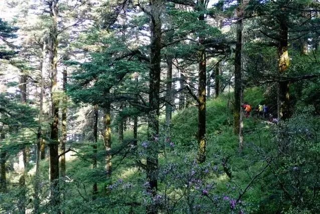 沐川旅游攻略景点必去_沐川旅游攻略_沐川旅游