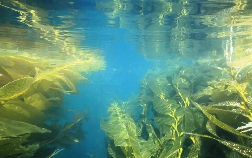 蜂窝装饰纸板图片高清_蜂窝纸板图纸_蜂窝纸板装饰图片