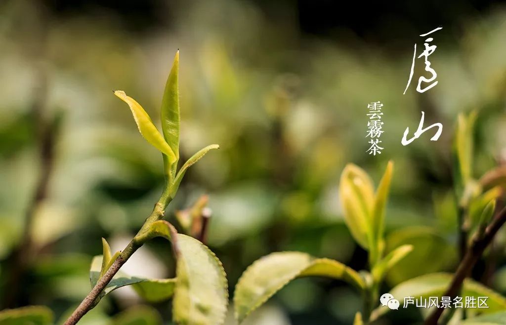 婺源生态保护_江西婺原生态旅游？_婺源生态旅游
