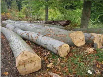 实木家具选哪种木材好?(图5) 家具水曲柳面板刷漆效果_家具水曲柳胡桃木柚木哪个好_水曲柳家具好不好