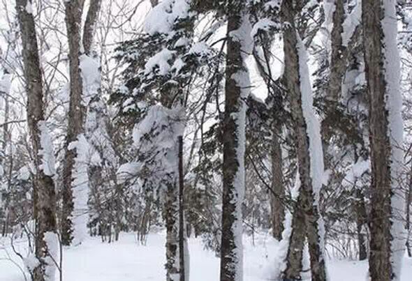 实木家具哪种材质好--水曲柳浅析(图1) 家具水曲柳好还是胡桃木好_家具水曲柳和橡木哪个好_水曲柳家具好不好