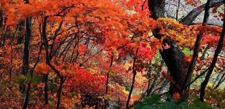 婺源生态旅游_江西婺原生态旅游？_江西旅游婺源