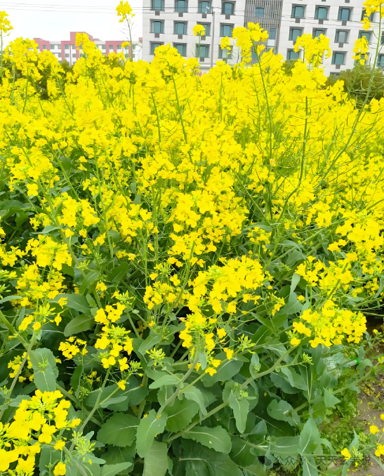 2025年3月4月黄道吉日大全一文讲明白,2025农历二月三月老黄历好日子一览表(最新完整版)(图4) 搬家吉日黄历2020_2025搬家黄道吉日吉时_搬家黄道吉时吉日2025年