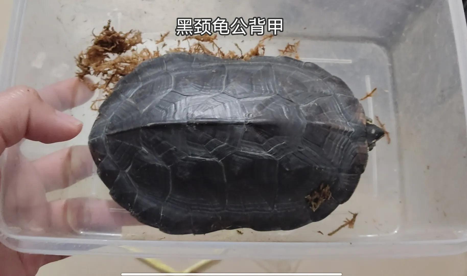 龟苗不适合冬眠,天气温度低容易腐皮、感冒、肺炎,怎么治疗(图2) 乌龟阳台保温养几天_乌龟阳台保温养殖方法_阳台养乌龟怎么保温