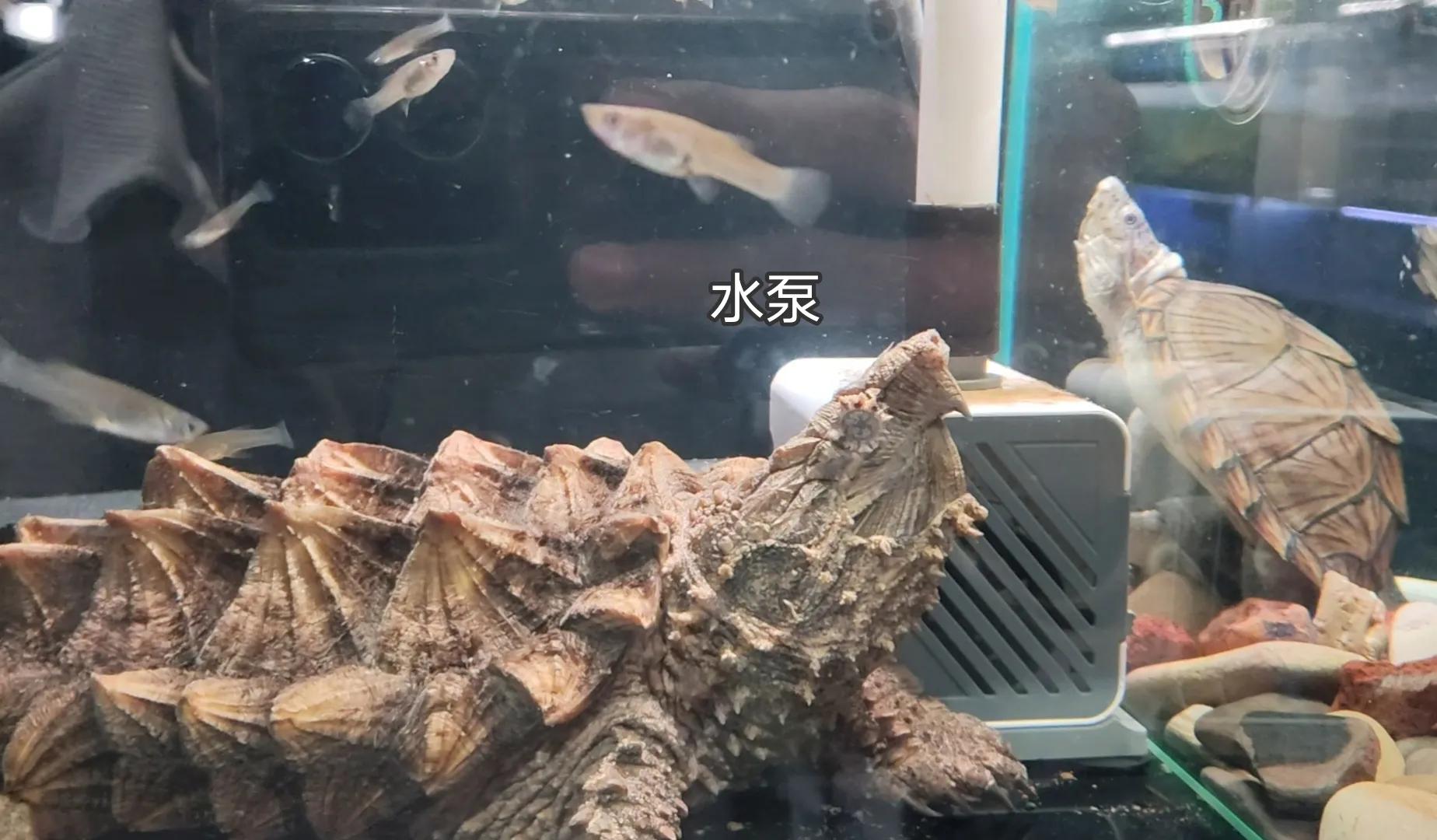 龟苗不适合冬眠,天气温度低容易腐皮、感冒、肺炎,怎么治疗(图11) 乌龟阳台保温养几天_阳台养乌龟怎么保温_乌龟阳台保温养殖方法