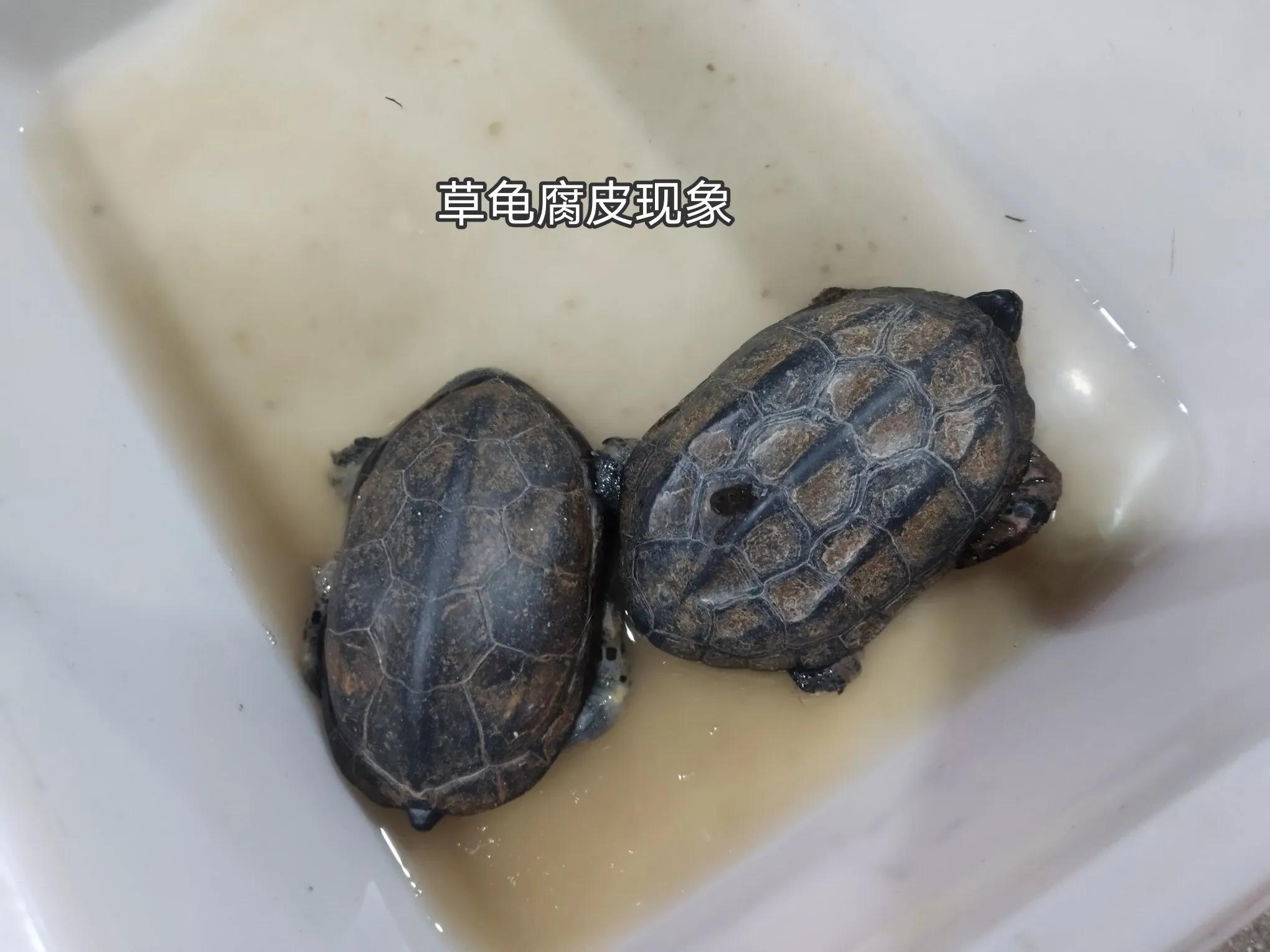 龟苗不适合冬眠,天气温度低容易腐皮、感冒、肺炎,怎么治疗(图3) 乌龟阳台保温养几天_阳台养乌龟怎么保温_乌龟阳台保温养殖方法