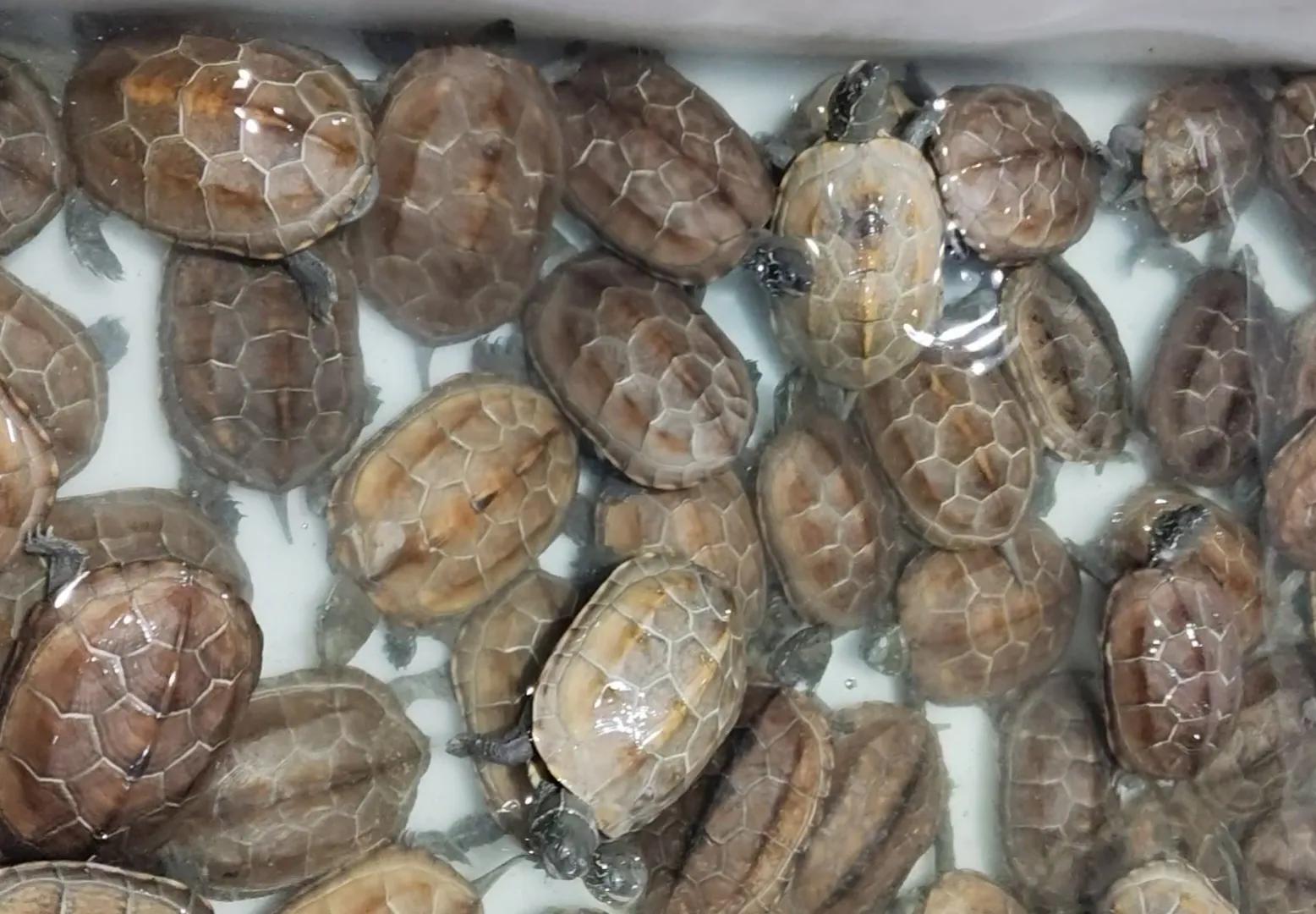 龟苗不适合冬眠,天气温度低容易腐皮、感冒、肺炎,怎么治疗(图4) 乌龟阳台保温养殖方法_乌龟阳台保温养几天_阳台养乌龟怎么保温