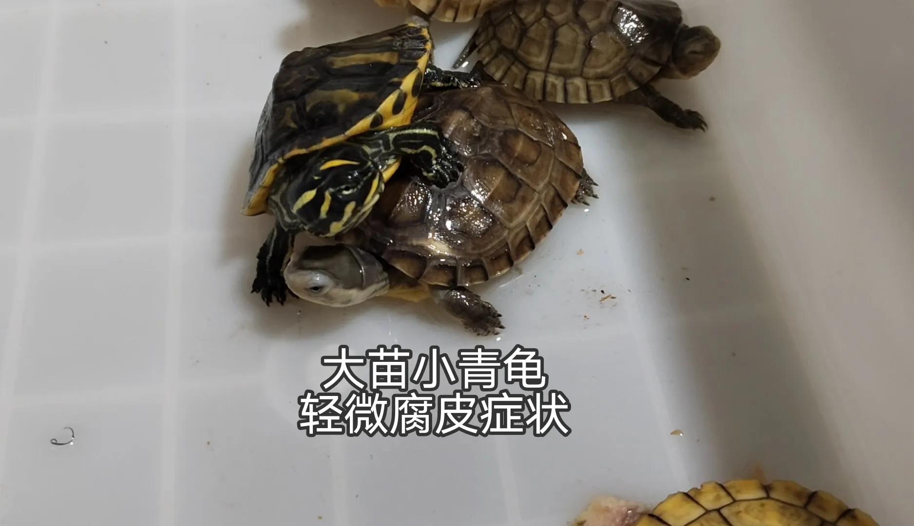 龟苗不适合冬眠,天气温度低容易腐皮、感冒、肺炎,怎么治疗(图5) 乌龟阳台保温养殖方法_阳台养乌龟怎么保温_乌龟阳台保温养几天