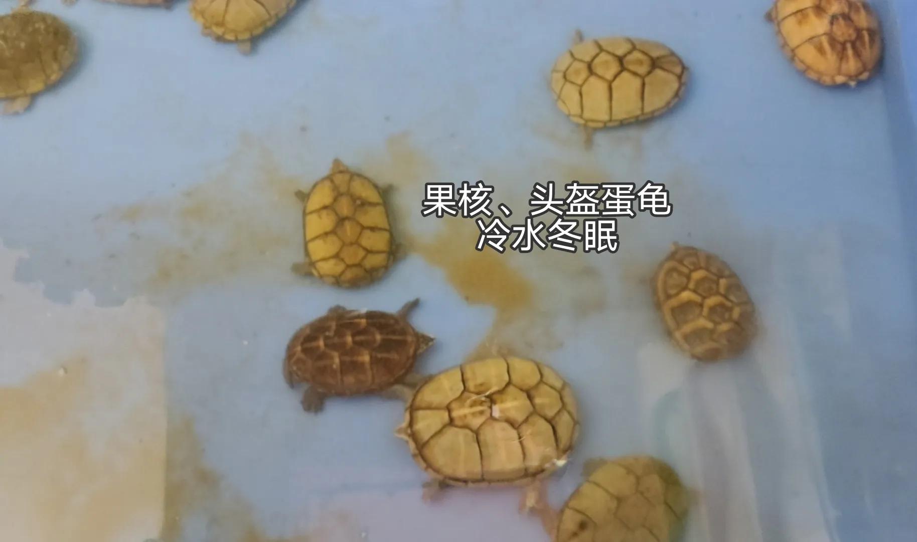 龟苗不适合冬眠,天气温度低容易腐皮、感冒、肺炎,怎么治疗(图6) 乌龟阳台保温养几天_阳台养乌龟怎么保温_乌龟阳台保温养殖方法