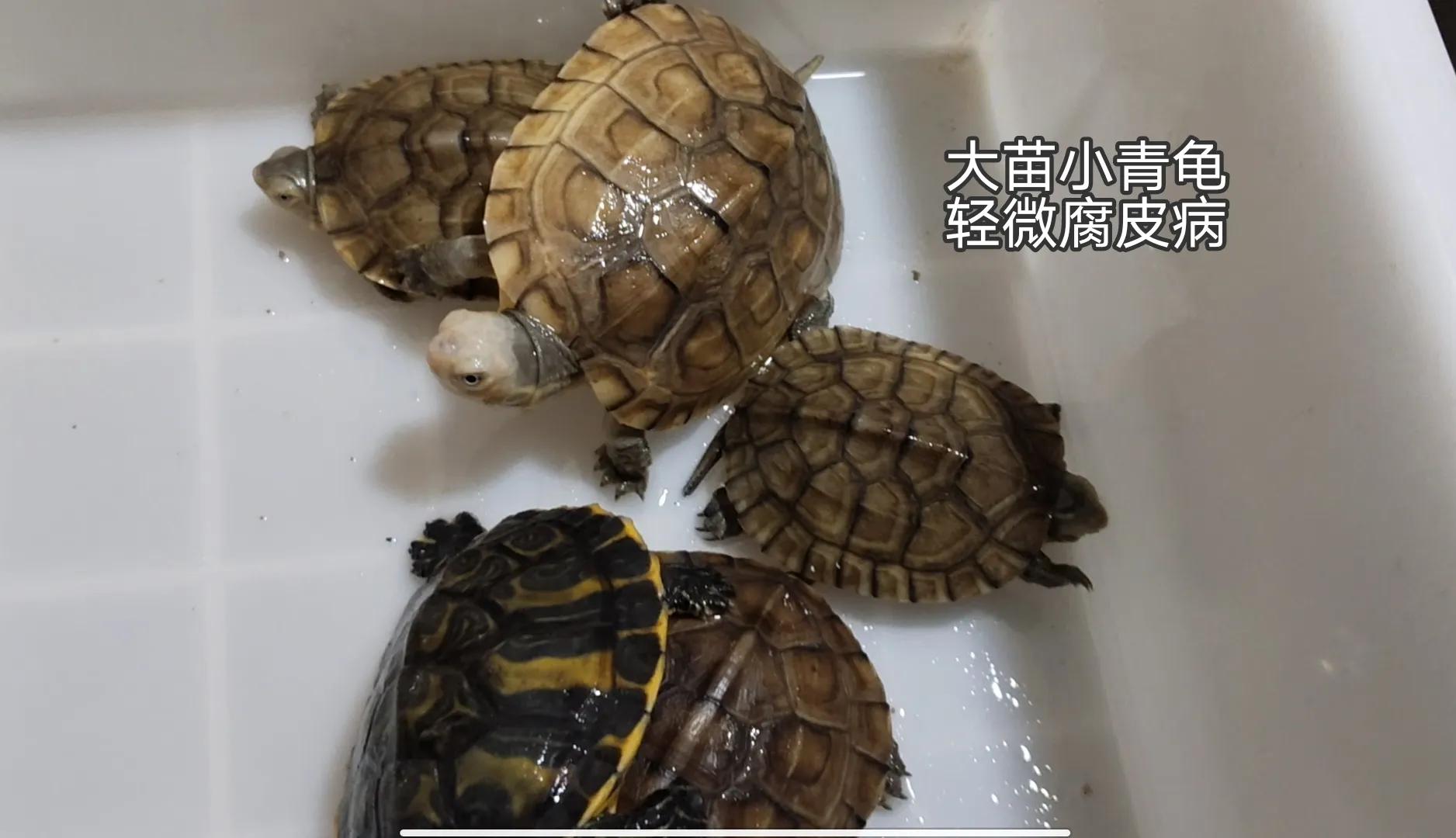 龟苗不适合冬眠,天气温度低容易腐皮、感冒、肺炎,怎么治疗(图7) 乌龟阳台保温养殖方法_乌龟阳台保温养几天_阳台养乌龟怎么保温