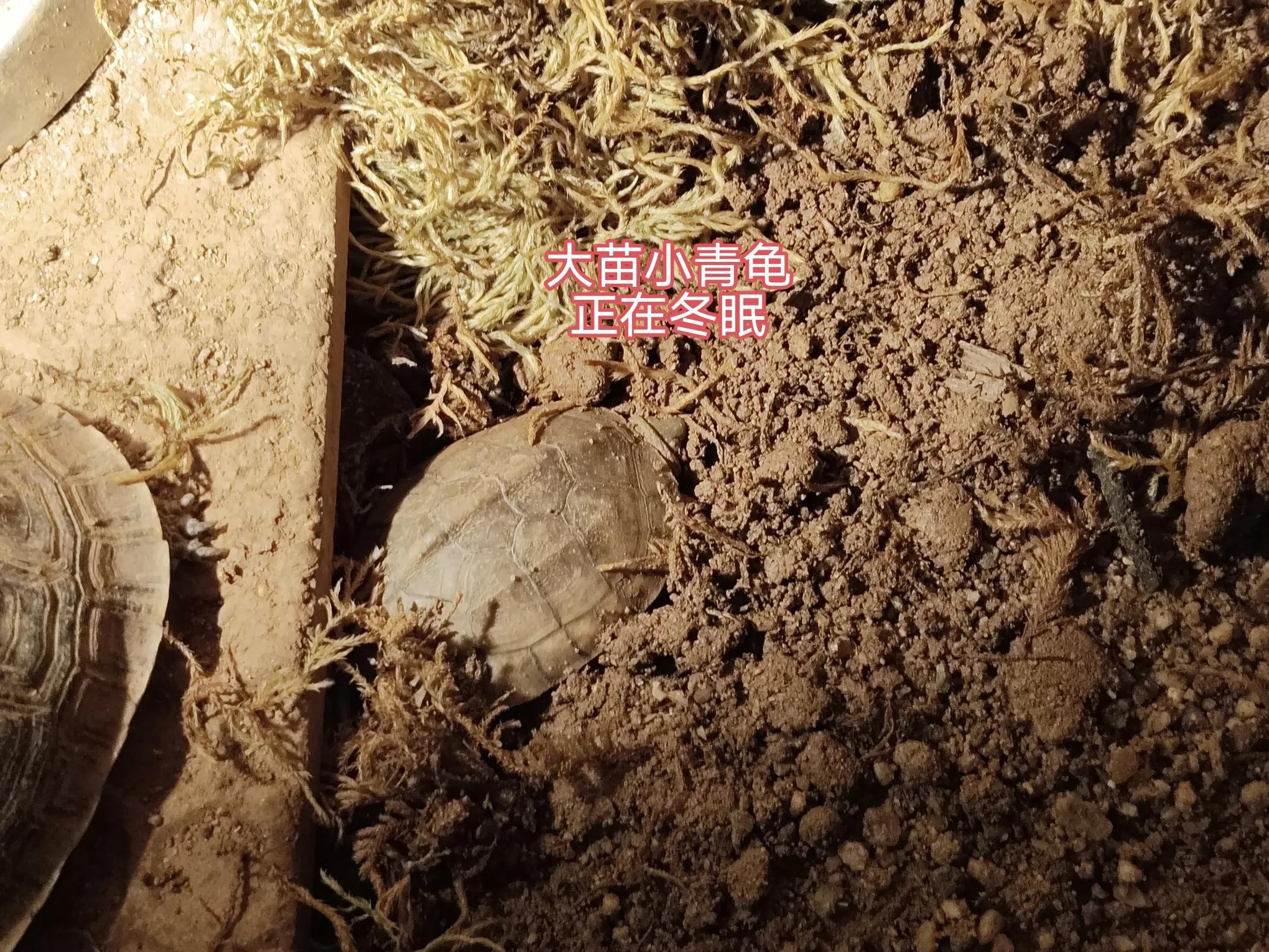 龟苗不适合冬眠,天气温度低容易腐皮、感冒、肺炎,怎么治疗(图8) 阳台养乌龟怎么保温_乌龟阳台保温养殖方法_乌龟阳台保温养几天