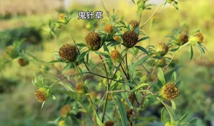 龟苗不适合冬眠,天气温度低容易腐皮、感冒、肺炎,怎么治疗(图9) 乌龟阳台保温养几天_乌龟阳台保温养殖方法_阳台养乌龟怎么保温